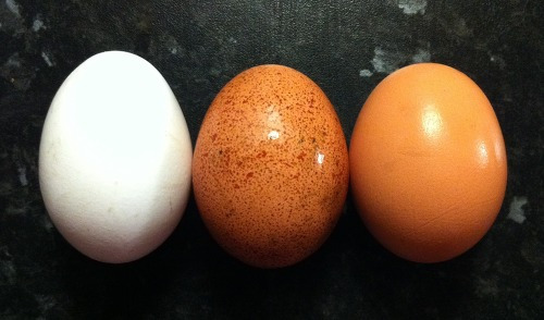 갈색 달걀 흰 달걀 차이가 있을까?