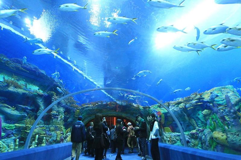 [호주 퍼스 여행] 웨스턴 오스트레일리아 수족관 서호주 아쿠아리움 Aquarium of Western Australia [AQWA]