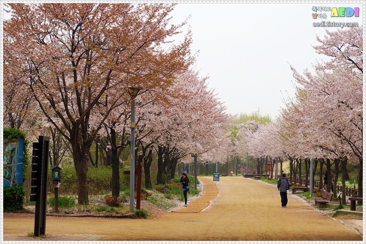 미세먼지 창궐한 날의 서울숲 그늘막 구역 벚꽃놀이 ㅠ.ㅜ
