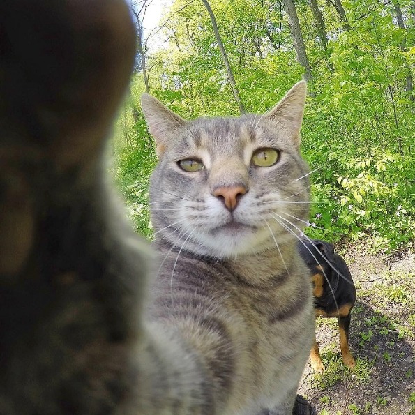 셀카찍는 고양이(selfie cat) - 매니(Manny)