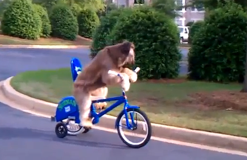 자전거 타는 개 - 동영상