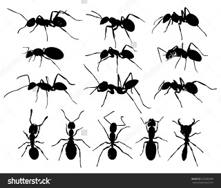 곤충 개미 허리는 몇 인치일까요?