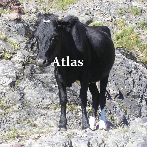 Atlas - 