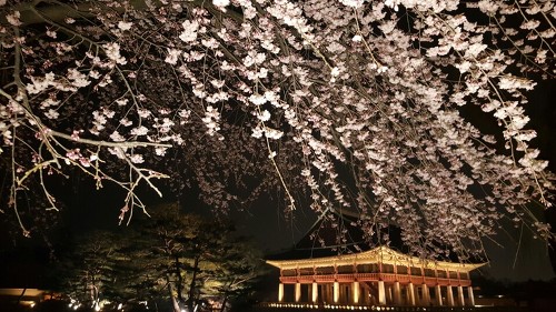 경복궁 야간개장과 벚꽃 구경