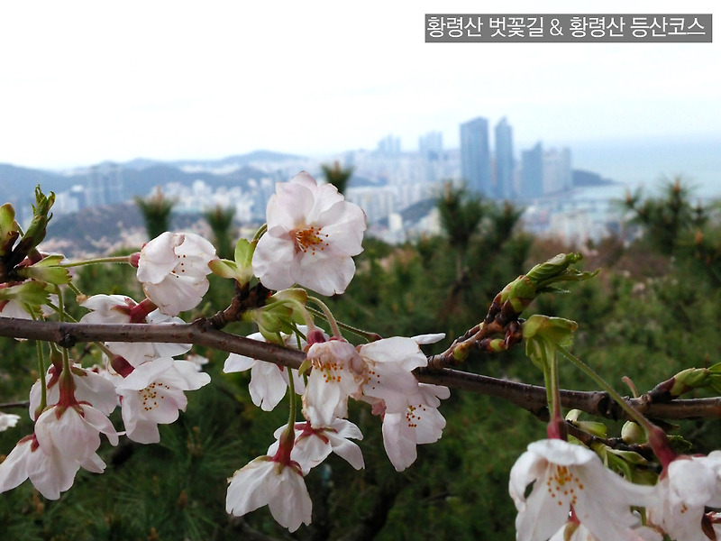 부산 황령산 벚꽃길 & 가벼운 황령산 등산코스