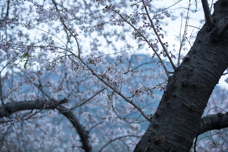 4월1일 진해 궁항제 벚꽃 다녀오다.