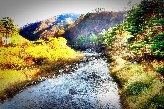 [강원도/가볼만한곳/추천여행지/생생정보통/맛집] 홍천은행나무숲 + 봉평차이나 다녀오다