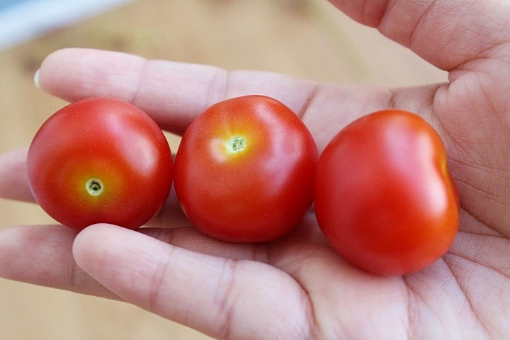 베란다 텃밭 작물 -- 방울토마토 열매 첫 수확
