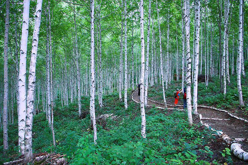 1박2일 촬영지 원대리 속삭이는 자작나무숲 용팔이 자작나무숲 촬영지