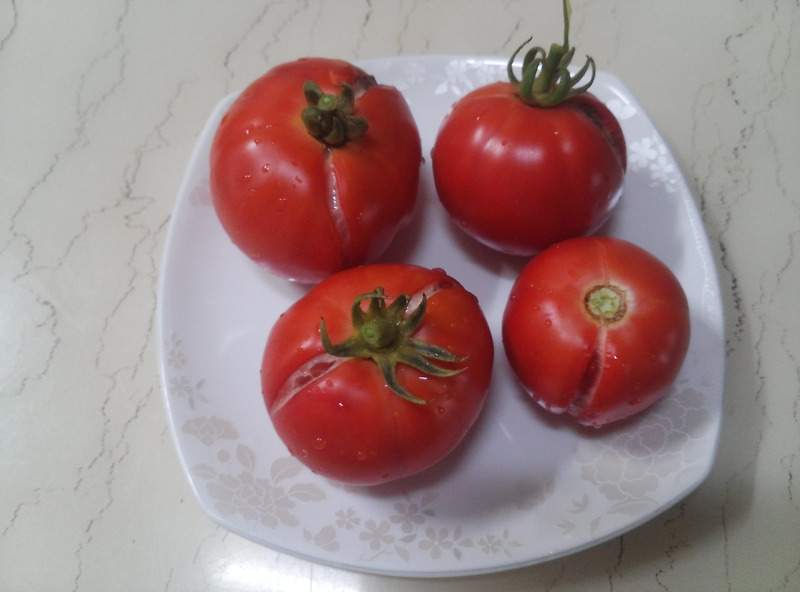잘익은 토마토 첫 수확