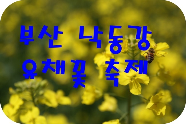 노란물결의 2017 부산 낙동강 유채꽃축제가 4월15일부터 시작됩니다~