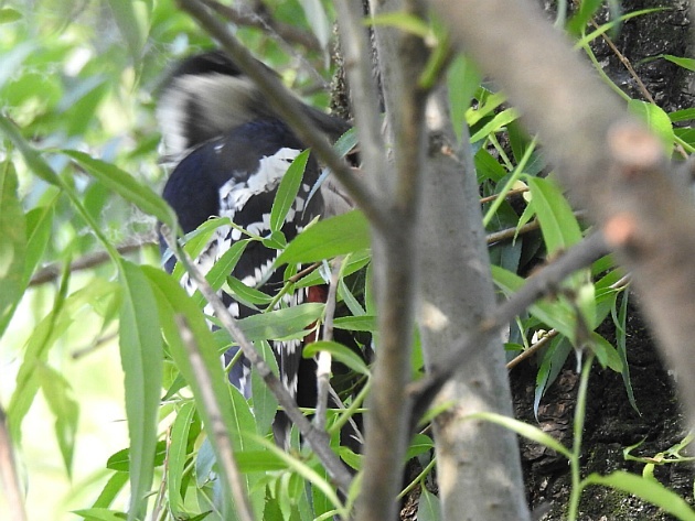 [딱다구리과] 큰오색딱다구리(White-backed Woodpecker)