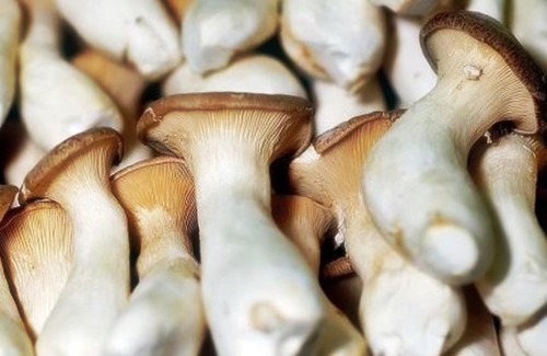 향이 좋은 새송이버섯의 효능