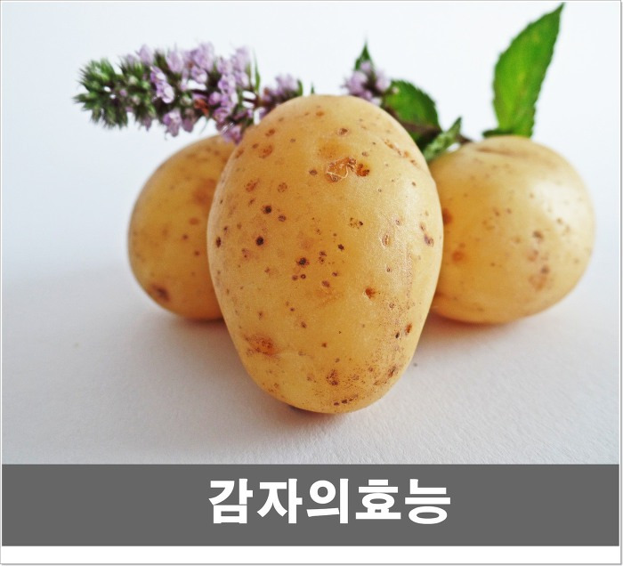 7월제철음식 감자효능과 구입요령 이젠 좋은 감자먹을수 있다