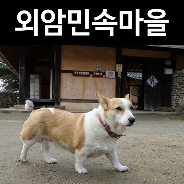 천안 여행 가볼만한곳 외암민속마을 (feat:웰시코기)