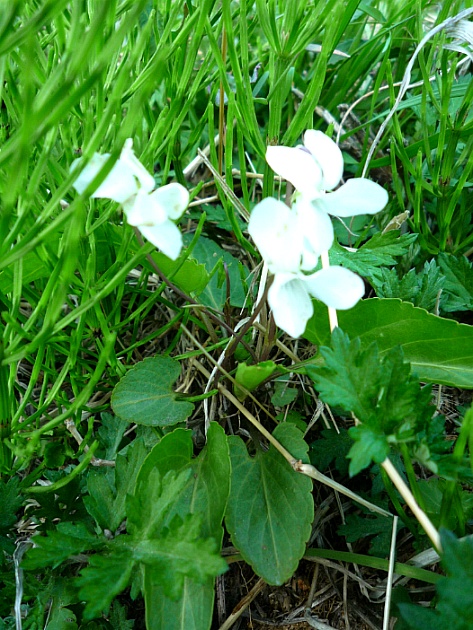 흰젖제비꽃(제비꽃과)