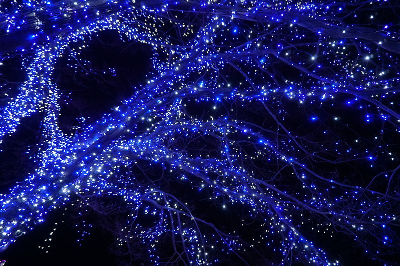 푸른빛 나무, 나무가지, 은하수