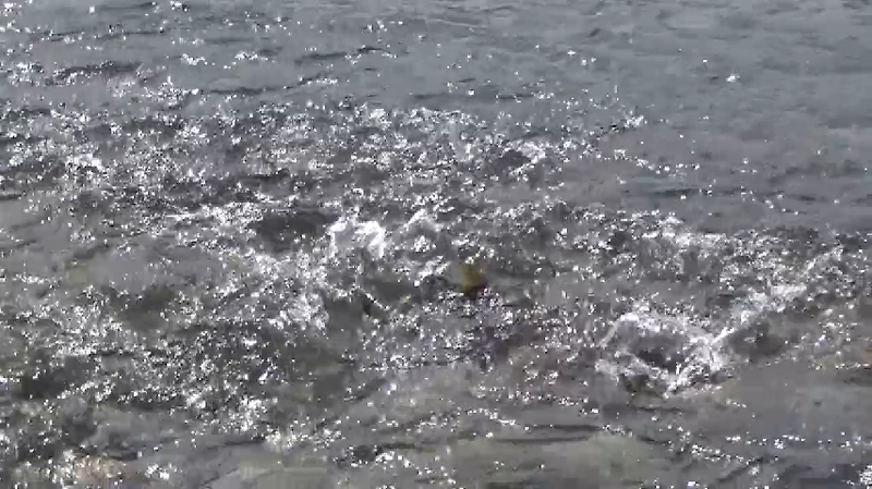 물살을 가르는 울산 태화강에 회귀한 황어 모습