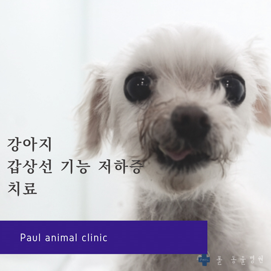 큰개 갑상선 기능 저하증 치료 & 성남 24시 폴 동물병원(정자동)