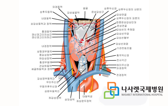 갑상선암 정준수 과 볼께요