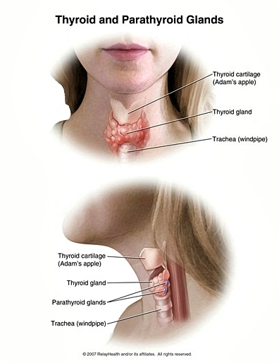 갑상선 기능항진증(甲狀腺 機能亢進症: hyperthyroidism)에 관한 한의학적인 치료