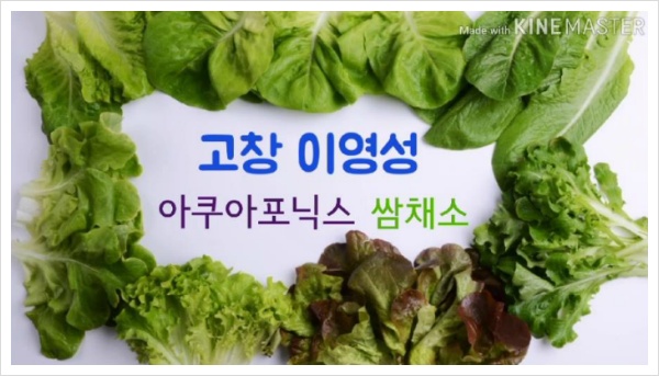 6시내고향 전북 고창 아쿠아포닉스농법 아쿠아포닉스쌈채소 파는곳