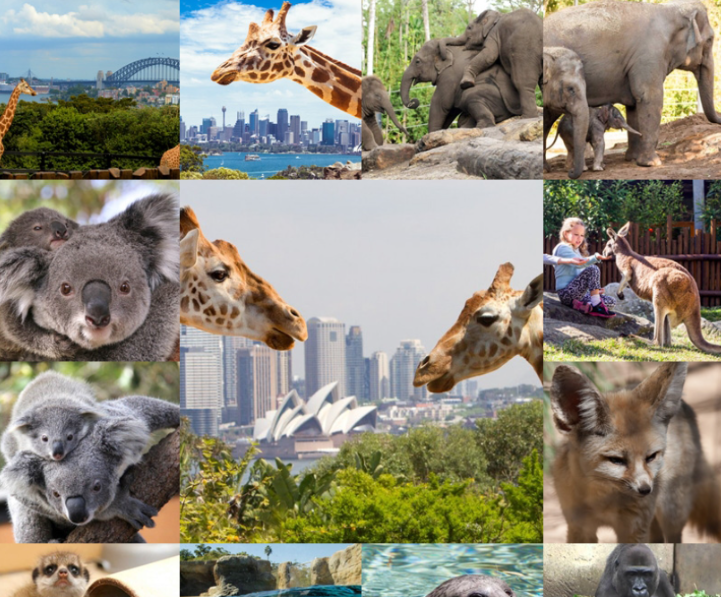 시드니 타롱가 동물원 축제 정보
