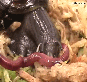 달팽이가 지렁이를 사냥하는 모습