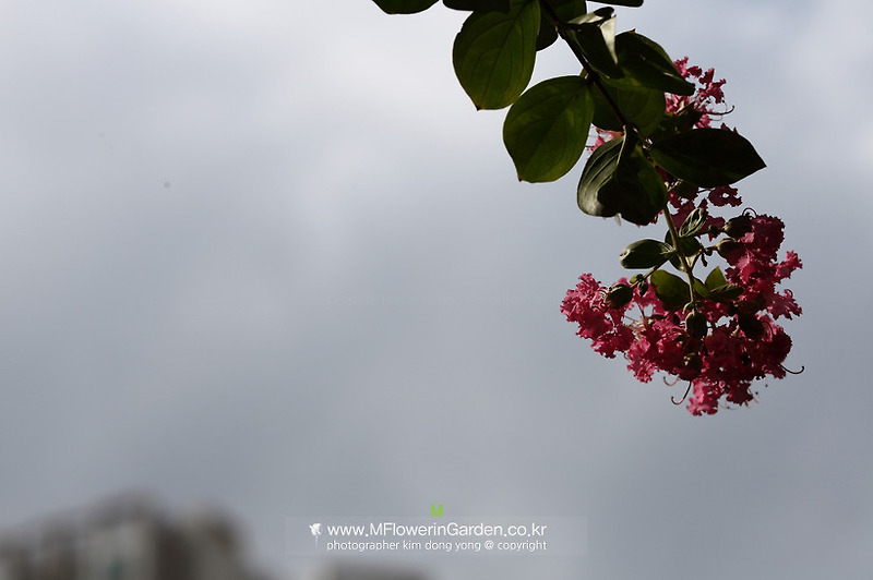배롱나무의 꽃말은 '부귀'입니다.