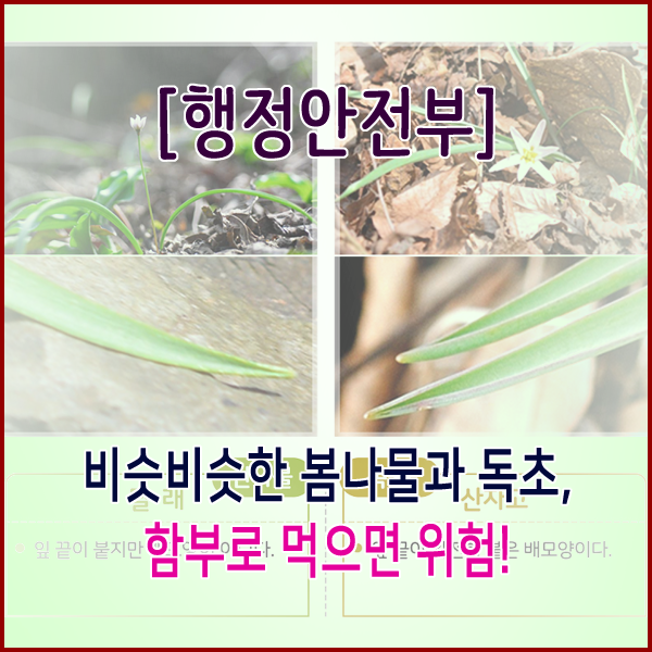 [행정안전부] 비슷비슷한 봄나물과 독초, 함부로 먹으면 위험!