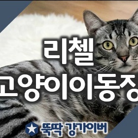 고양이이동장 추천 리첼 캠핑캐리 더블도어 M 리뷰