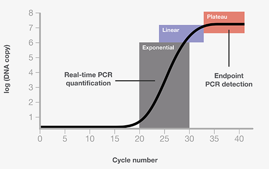 [생명 공학] PCR의 변화사(하나): conventional PCR과 real-time(quantitative) PCR의 차이 알아보기(전기영동, SYBR/TaqMan, ΔΔCt) 봅시다