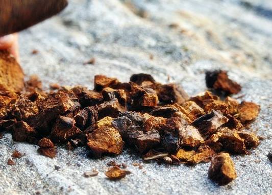 러시아차가버섯 효능 및 성분 차가버섯분말 먹는 방법
