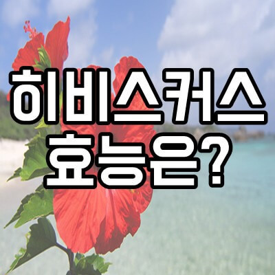 히비스커스 효능과 부작용은 어떤것이 있을까요