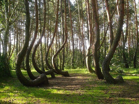 서프라이즈 그리피노 숲 크루킷 포레스트 소나무, 폴란드 신비의 숲, 마녀의 숲, 구부러진 소나무 숲, 신비의 숲, 비뚫어진 소나무 숲 Crooked Forest