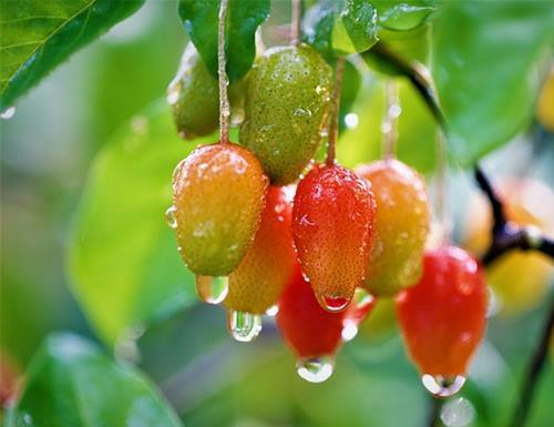 보리수나무 열매 효능 및 보리수열매 효소 담그기