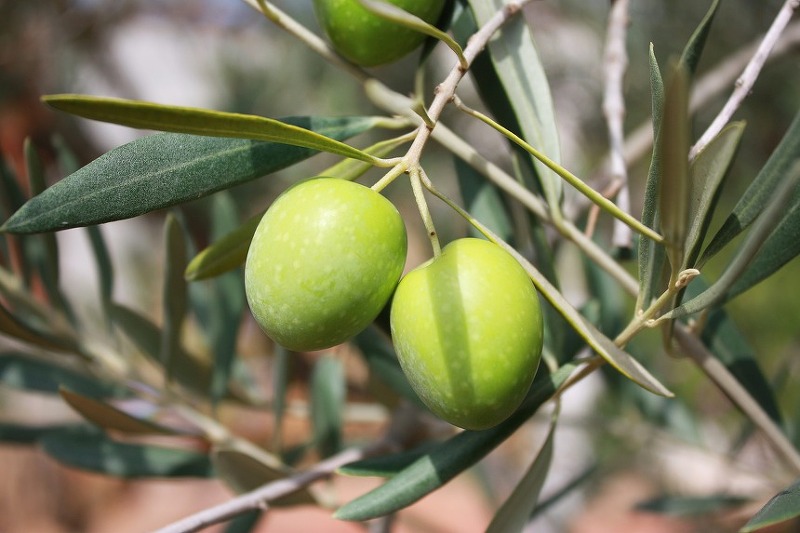 [성경의 식물] 올리브 나무(감람나무 olive tree)