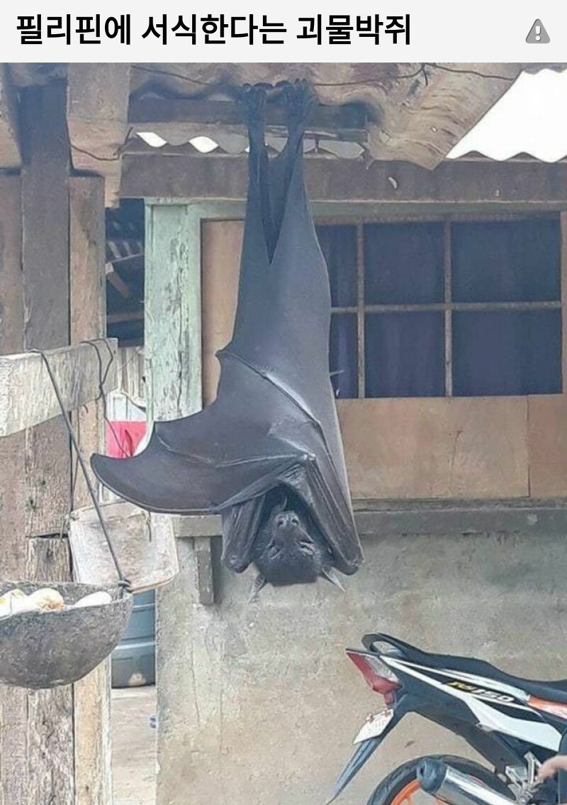 필리핀에 산다는 괴물 박쥐