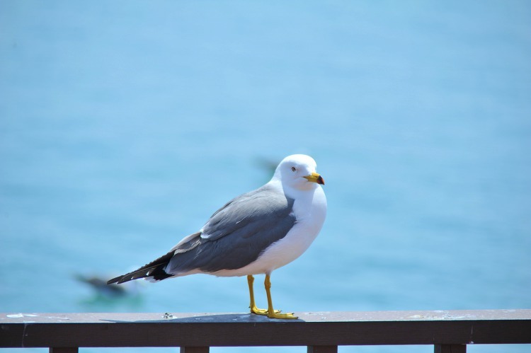 [성경의 동물] 갈매기(seagull, gull)
