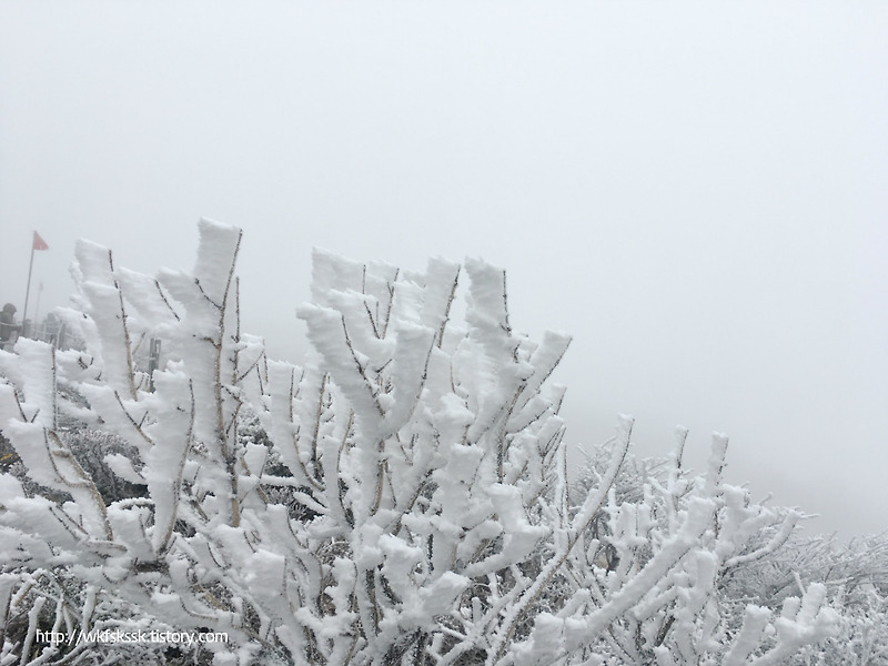 12월 눈내린 한라산 겨울 여행 (영실코스->윗세오름->어리목코스)