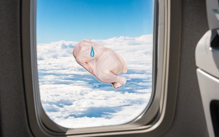 비행기 창문이 둥근 원인과 생닭을 창문에 던지는 이유