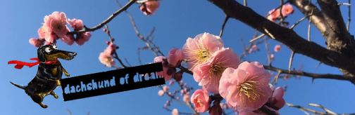 전남 광양 매화 마을 축제 / 봄에 찾아온 하얀눈꽃 매화