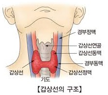 갑상선 기능 항진증과 안구돌출, 안질환 [제주 온기다sound은 한의원] 이야~~