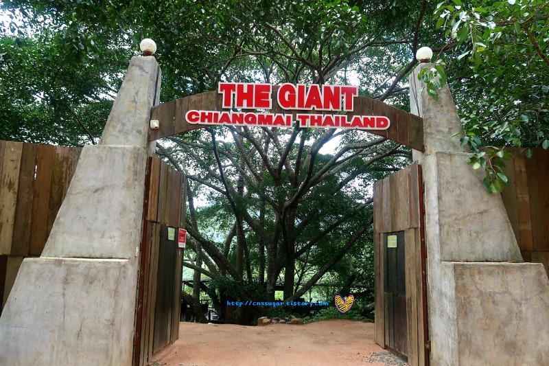위험한 산길 끝자락에 있는 까페 더 자이언트 치앙마이 The Giant Chiangmai เดอะ ไจแอนท์ เชียงใหม่