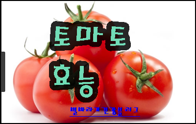 토마토효능