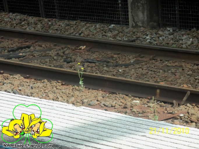 철로에 피어난 꽃