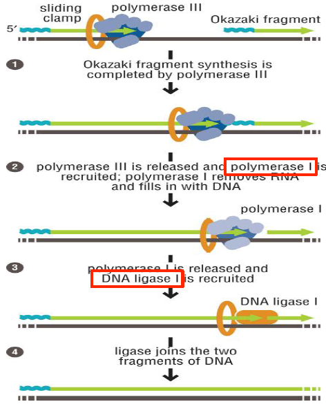 [대학교 분자생물학] DNA 복제2-오카자키 절편 연결/종결(Terminat 대박