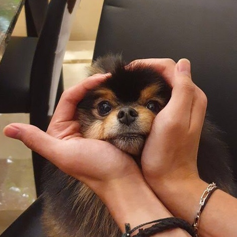 [방탄소년단 뷔] : BTS’ V Squeezes His Canine Tannie’s  Face In Cute New Pics Of The Pup 봐봐요