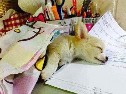주인 공부 방해하다가 잠든 강아지