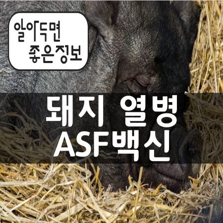 아프리카 돼지열병 백신(ASF Vaccine)